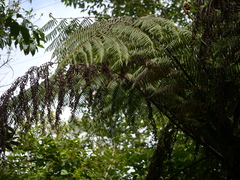 Cyathea crinita