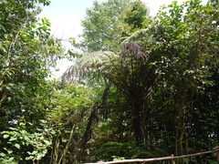 Cyathea crinita