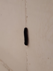Lepidoptera