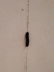 Lepidoptera