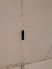 Lepidoptera