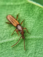 Cerobates