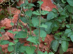 Verbascum levanticum