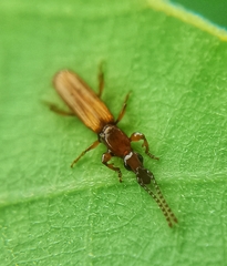 Cerobates