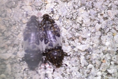 Dermestes marmoratus