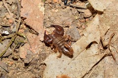 Euscorpius lesbiacus
