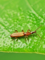Cerobates