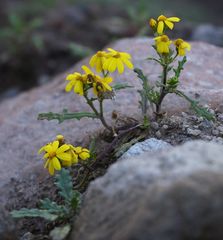 Senecio leucanthemifolius