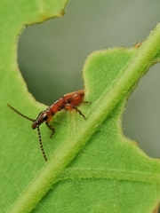 Cerobates