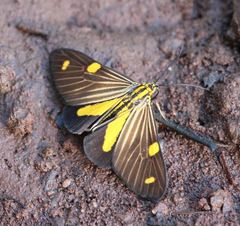 Phaeochlaena lampra