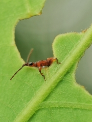 Cerobates