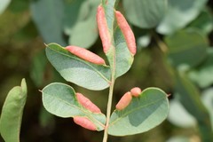 Forda marginata