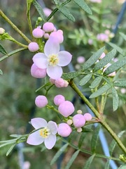 Boronia muelleri