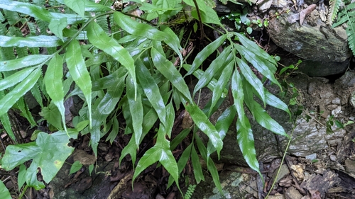Asplenium formosae iNat (3)