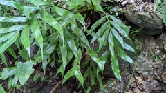 Asplenium formosae