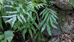 Asplenium formosae
