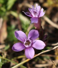 Gentianella caucasea