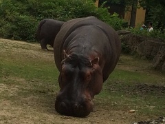 Hippopotamus