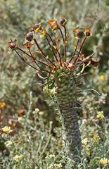 Euphorbia clava