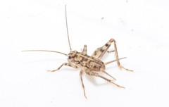 Gryllomorpha