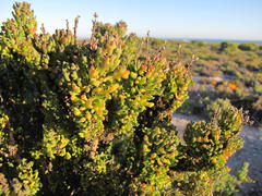 Oncosiphon schlechteri