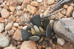 Adromischus triflorus