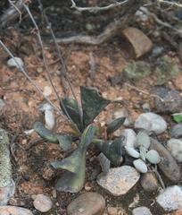 Adromischus triflorus