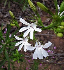 Goodenia scapigera