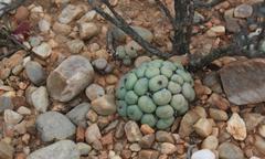 Conophytum truncatum