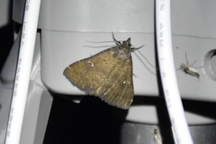 Hypenula cacuminalis