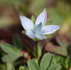 Lomatogonium carinthiacum