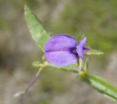 Psoralea plauta