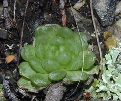 Haworthia