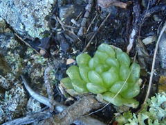 Haworthia