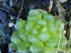 Haworthia
