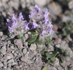 Ziziphora puschkinii