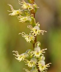 Holothrix burchellii