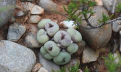 Conophytum truncatum