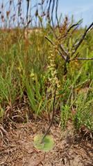 Holothrix burchellii