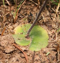 Holothrix burchellii