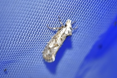 Acrolophus variabilis
