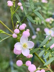 Boronia muelleri