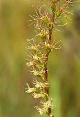 Holothrix burchellii