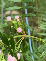 Boronia muelleri