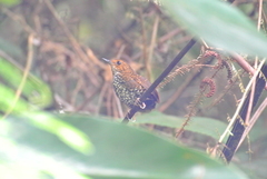 Pnoepyga pusilla