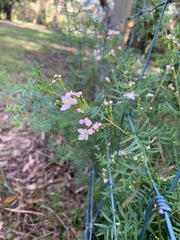 Boronia muelleri