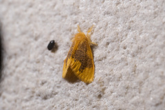 Euproctis pulverea