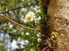 Dendrobium ovatum