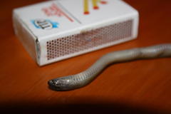 Lycodonomorphus inornatus