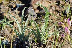 Freesia viridis
